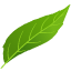 leaf-3